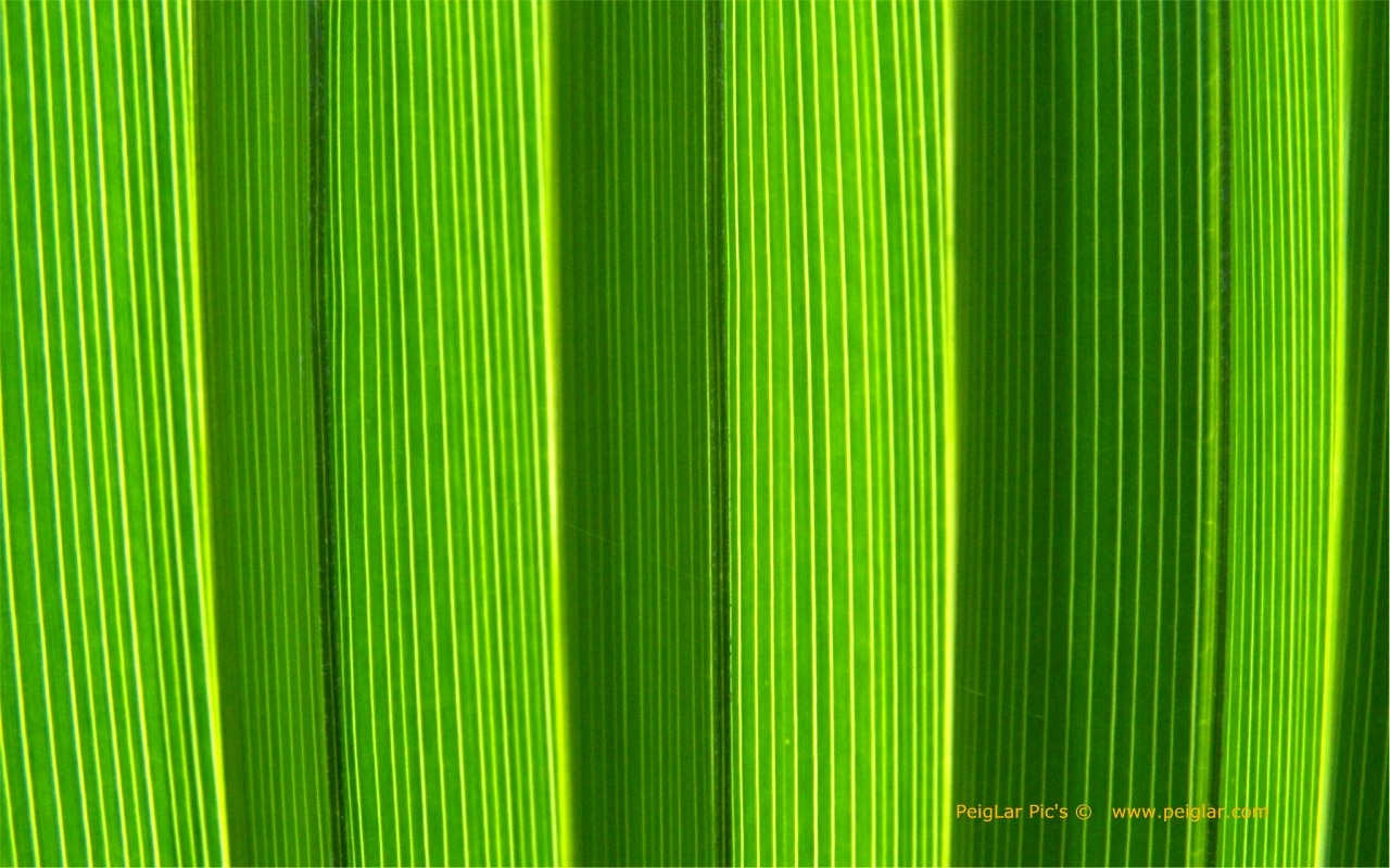 plants 100_0478dt.jpg